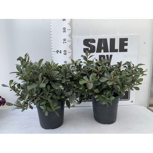 182 - TWO RHAPIOLEPIS UMBELLATA IN 7LTR POTS APPROX 55CM IN HEIGHT PLUS VAT TO BE SOLD FOR THE TWO