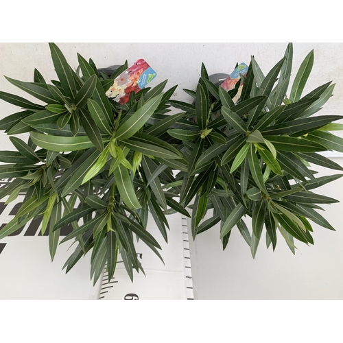 183 - TWO OLEANDER NERIUM SHRUBS MULTICOLOURED APPROX 60CM TALL IN 4 LTR POTS PLUS VAT TO BE SOLD FOR THE ... 