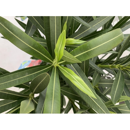 183 - TWO OLEANDER NERIUM SHRUBS MULTICOLOURED APPROX 60CM TALL IN 4 LTR POTS PLUS VAT TO BE SOLD FOR THE ... 