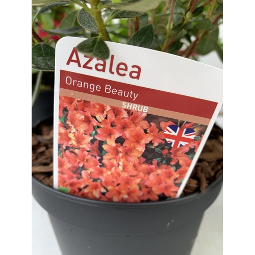 189 - SIX MIXED AZALEA VUYK'S SCARLET, PLEASANT WHITE, MANUSKA, GEISHA RED, ORANGE BEAUTY AND FROSTED ORAN... 