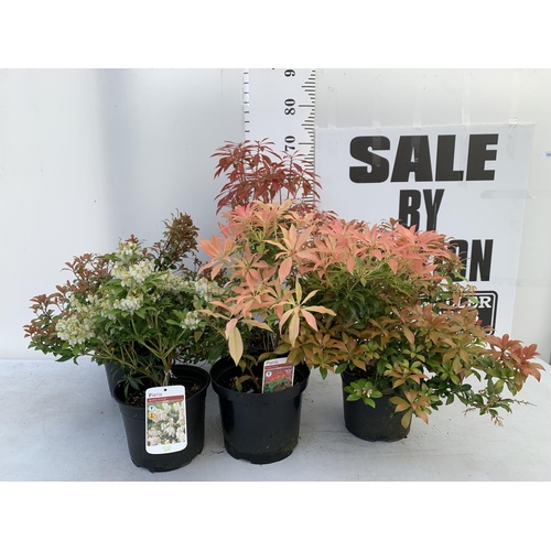 193 - FIVE MIXED PIERIS TO INCLUDE PRELUDE, LITTLE HEATH GREEN, FOREST FLAME ETC 50-70CM TALL TO BE SOLD F... 