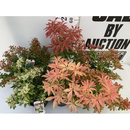 193 - FIVE MIXED PIERIS TO INCLUDE PRELUDE, LITTLE HEATH GREEN, FOREST FLAME ETC 50-70CM TALL TO BE SOLD F... 