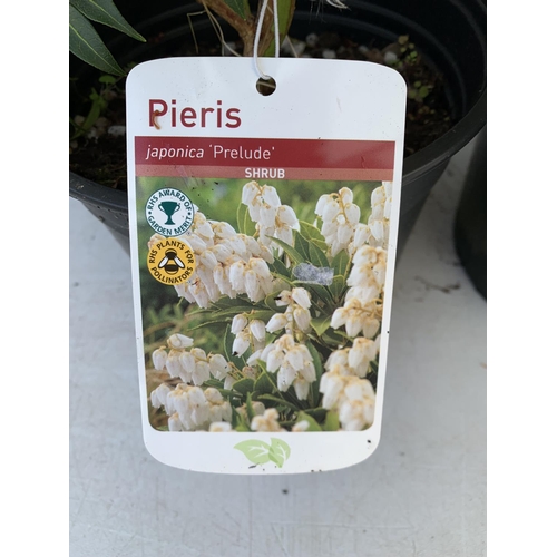 193 - FIVE MIXED PIERIS TO INCLUDE PRELUDE, LITTLE HEATH GREEN, FOREST FLAME ETC 50-70CM TALL TO BE SOLD F... 