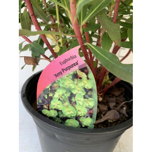 194 - THREE EUPHORBIA PURPUREA 60CM IN HEIGHT IN 2 LTR POTS PLUS VAT TO BE SOLD FOR THE THREE