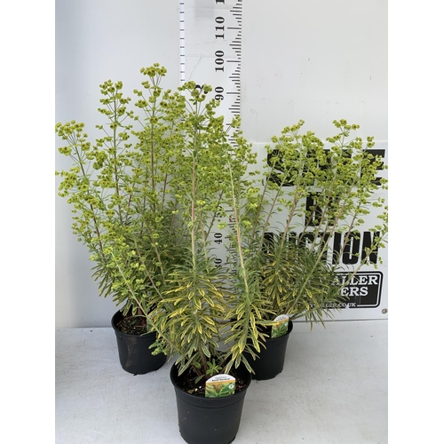 27 - THREE EUPHORBIA ASCOT RAINBOW IN 3 LTR POTS 90CM TALL TO BE SOLD FOR THE THREE PLUS VAT