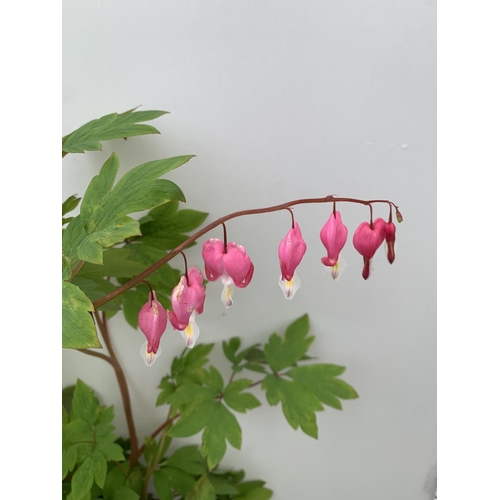 47 - SIX DICENTRA SPECTABILIS BLEEDING HEART 50CM TALL IN 2 LTR POTS TO BE SOLD FOR THE SIX PLUS VAT