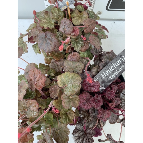 65 - THREE HEUCHERA 'CARNIVAL' IN 2 LTR POTS PLUS VAT TO BE SOLD FOR THE THREE