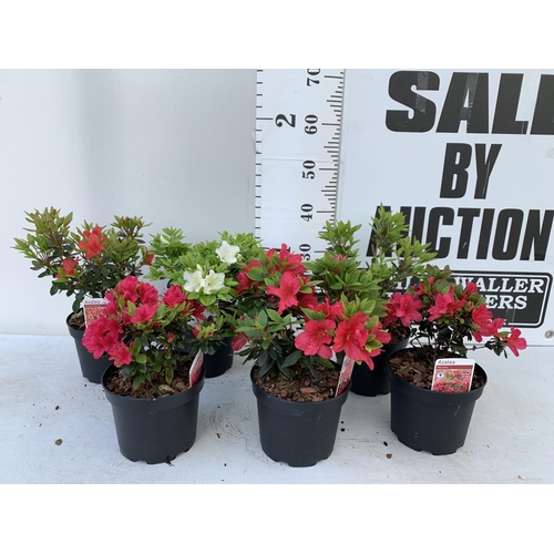 66 - SIX MIXED AZALEA VUYK'S SCARLET, PLEASANT WHITE, MANUSKA, GEISHA RED, ORANGE BEAUTY AND FROSTED ORAN... 