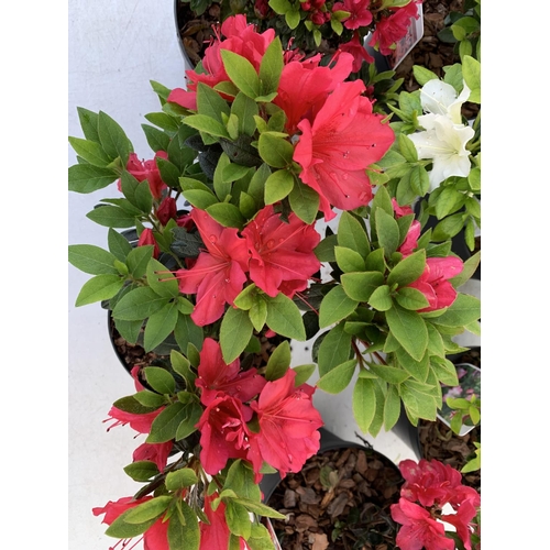 66 - SIX MIXED AZALEA VUYK'S SCARLET, PLEASANT WHITE, MANUSKA, GEISHA RED, ORANGE BEAUTY AND FROSTED ORAN... 