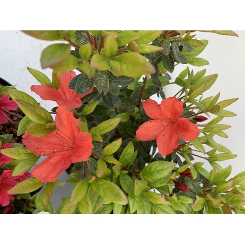 66 - SIX MIXED AZALEA VUYK'S SCARLET, PLEASANT WHITE, MANUSKA, GEISHA RED, ORANGE BEAUTY AND FROSTED ORAN... 