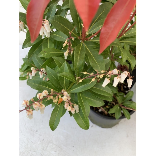 71 - FIVE PIERIS MOUNTAIN FIRE 60CM TALL IN 2 LTR POTS TO BE SOLD FOR FIVE PLUS VAT