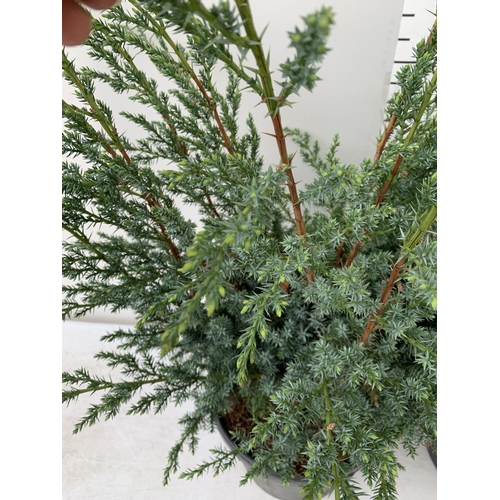 81 - TWO JUNIPERUS CHINENSIS BLUE ALPS IN 7 LTR POTS A METRE IN HEIGHT PLUS VAT TO BE SOLD FOR THE TWO