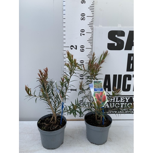 95 - TWO CALLISTEMON LAEVIS IN 2 LTR POTS 50CM IN HEIGHT PLUS VAT TO BE SOLD FOR THE TWO