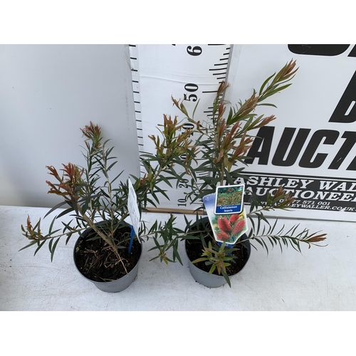 95 - TWO CALLISTEMON LAEVIS IN 2 LTR POTS 50CM IN HEIGHT PLUS VAT TO BE SOLD FOR THE TWO