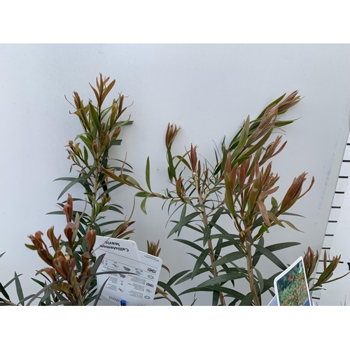 95 - TWO CALLISTEMON LAEVIS IN 2 LTR POTS 50CM IN HEIGHT PLUS VAT TO BE SOLD FOR THE TWO