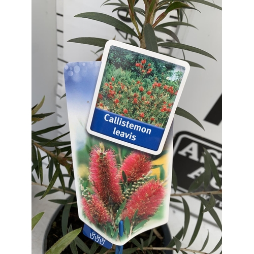 95 - TWO CALLISTEMON LAEVIS IN 2 LTR POTS 50CM IN HEIGHT PLUS VAT TO BE SOLD FOR THE TWO