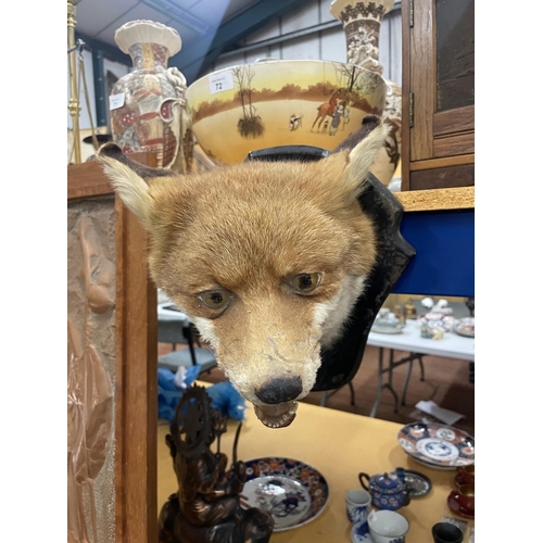 73 - A TAXIDERMY FOX HEAD ON A WOODEN MOUNT