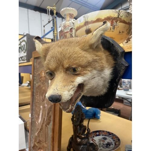 73 - A TAXIDERMY FOX HEAD ON A WOODEN MOUNT