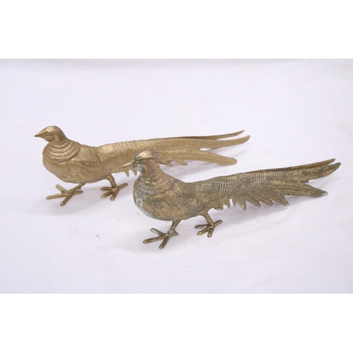 268 - A PAIR OF COCK AND HEN PHEASANTS, HEIGHT 12CM, LENGTH 28CM