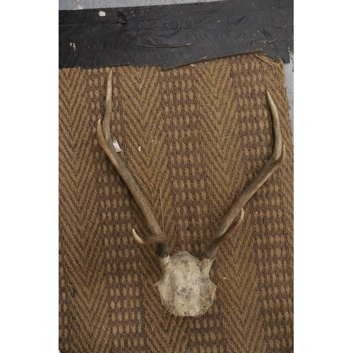 1172 - A PAIR OF MOUNTED DEER ANTLERS