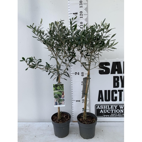 10 - TWO OLIVE EUROPEA STANDARD TREES APPROX 110CM IN HEIGHT IN 3LTR POTS NO VAT TO BE SOLD FOR THE TWO