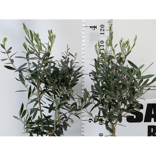 10 - TWO OLIVE EUROPEA STANDARD TREES APPROX 110CM IN HEIGHT IN 3LTR POTS NO VAT TO BE SOLD FOR THE TWO