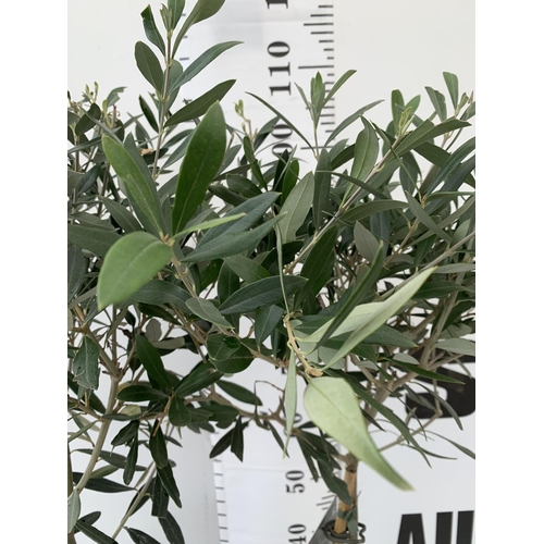 10 - TWO OLIVE EUROPEA STANDARD TREES APPROX 110CM IN HEIGHT IN 3LTR POTS NO VAT TO BE SOLD FOR THE TWO