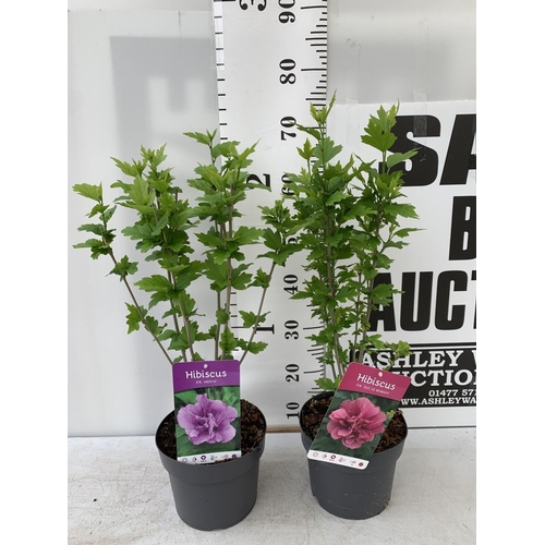 100 - TWO HIBISCUS SYRIACUS PINK 'DUC DE BRABANT' AND 'ARDENS' LIGHT PURPLE APPROX 70CM IN HEIGHT IN 3 LTR... 