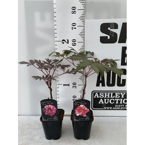 101 - TWO JAPANESE TREE PEONIES IN PINK AND RED AND WHITE IN 1 LTR POTS HEIGHT 55CM PLUS VAT TO BE SOLD FO... 