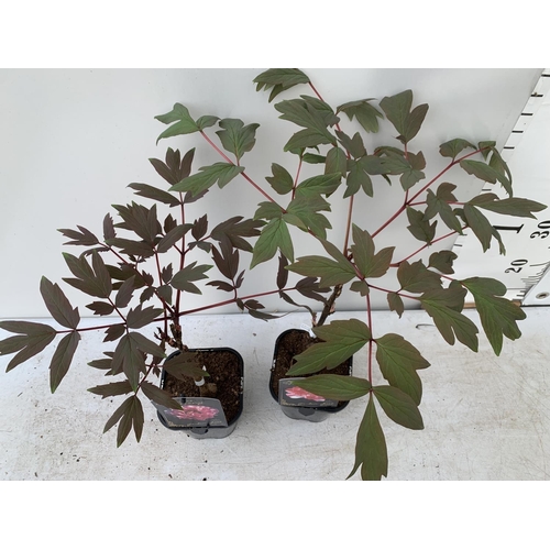 101 - TWO JAPANESE TREE PEONIES IN PINK AND RED AND WHITE IN 1 LTR POTS HEIGHT 55CM PLUS VAT TO BE SOLD FO... 