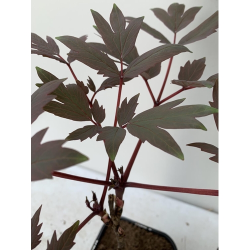 101 - TWO JAPANESE TREE PEONIES IN PINK AND RED AND WHITE IN 1 LTR POTS HEIGHT 55CM PLUS VAT TO BE SOLD FO... 