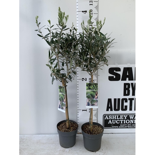 102 - TWO OLIVE EUROPEA STANDARD TREES APPROX 120CM IN HEIGHT IN 3LTR POTS NO VAT TO BE SOLD FOR THE TWO