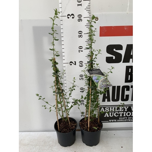 107 - TWO CEANOTHUS 'SPRING PARTY' IN A 2 LTR POT ON A PYRAMID FRAME 90CM TALL PLUS VAT TO BE SOLD FOR THE... 