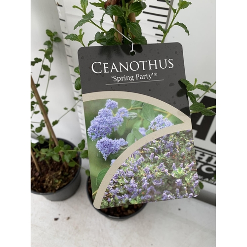 107 - TWO CEANOTHUS 'SPRING PARTY' IN A 2 LTR POT ON A PYRAMID FRAME 90CM TALL PLUS VAT TO BE SOLD FOR THE... 