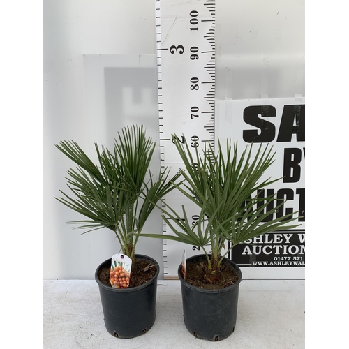 110 - TWO CHAMAEROPS HUMILIS HARDY IN 3 LTR POTS APPROX 60CM IN HEIGHT PLUS VAT TO BE SOLD FOR THE TWO