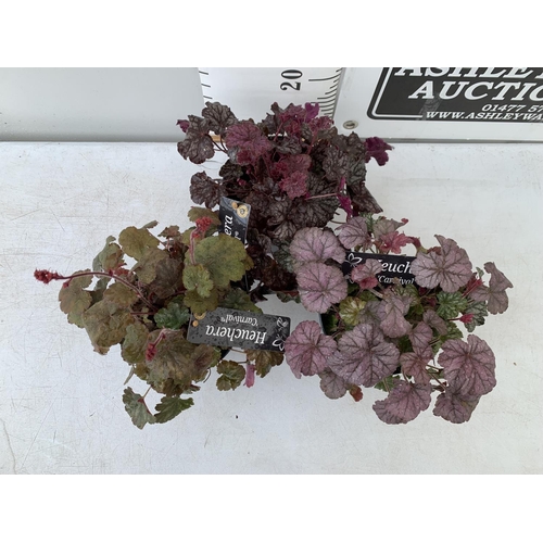 112 - THREE HEUCHERA 'CARNIVAL' IN 2 LTR POTS PLUS VAT TO BE SOLD FOR THE THREE