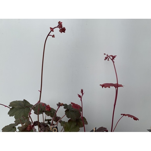 112 - THREE HEUCHERA 'CARNIVAL' IN 2 LTR POTS PLUS VAT TO BE SOLD FOR THE THREE