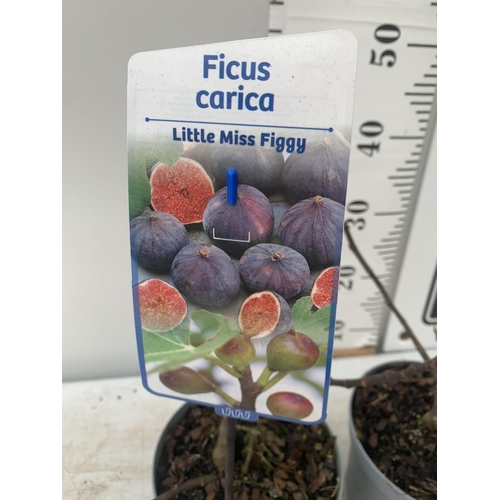 113 - TWO FIGS FICUS CARICA 'LITTLE MISS FIGGY' IN 5 LTR POTS APPROX 35CM IN HEIGHT NO VAT TO BE SOLD FOR ... 