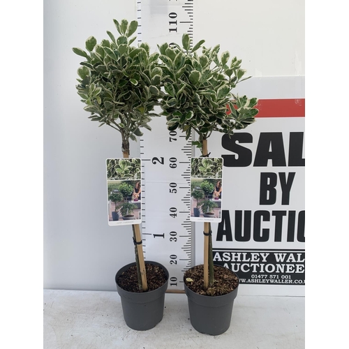 116 - TWO STANDARD EUONYMUS JAPONICUS 'KATHY' IN 3 LTR POTS OVER A METRE IN HEIGHT PLUS VAT TO BE SOLD FOR... 