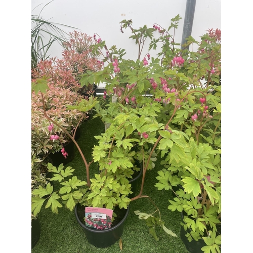 119 - SIX DICENTRA SPECTABILIS BLEEDING HEART 50CM TALL IN 2 LTR POTS TO BE SOLD FOR THE SIX PLUS VAT