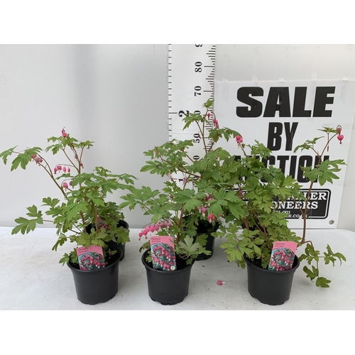 119 - SIX DICENTRA SPECTABILIS BLEEDING HEART 50CM TALL IN 2 LTR POTS TO BE SOLD FOR THE SIX PLUS VAT