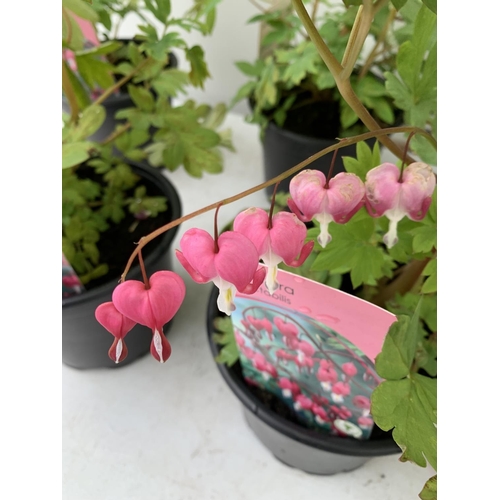 119 - SIX DICENTRA SPECTABILIS BLEEDING HEART 50CM TALL IN 2 LTR POTS TO BE SOLD FOR THE SIX PLUS VAT