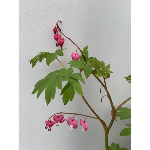 119 - SIX DICENTRA SPECTABILIS BLEEDING HEART 50CM TALL IN 2 LTR POTS TO BE SOLD FOR THE SIX PLUS VAT