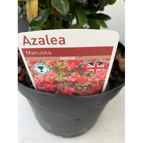 120 - SIX MIXED AZALEA VUYK'S SCARLET, PLEASANT WHITE, MANUSKA, GEISHA RED, ORANGE BEAUTY AND FROSTED ORAN... 