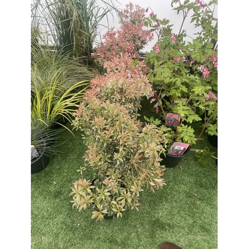 127 - SEVEN PIERIS LITTLE HEATH 45CM TALL IN 2 LTR POTS TO BE SOLD FOR THE SEVEN PLUS VAT