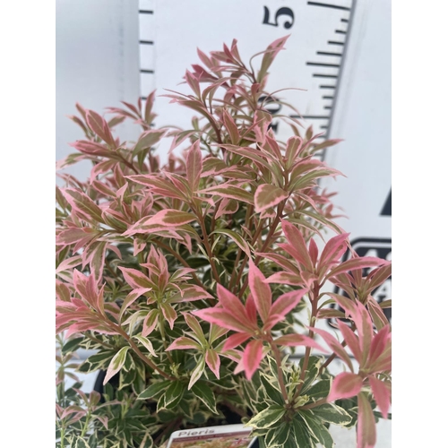 127 - SEVEN PIERIS LITTLE HEATH 45CM TALL IN 2 LTR POTS TO BE SOLD FOR THE SEVEN PLUS VAT