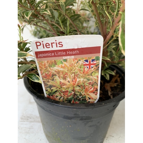 127 - SEVEN PIERIS LITTLE HEATH 45CM TALL IN 2 LTR POTS TO BE SOLD FOR THE SEVEN PLUS VAT