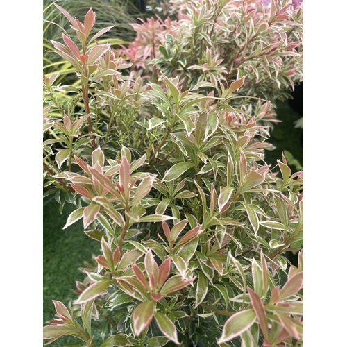 127 - SEVEN PIERIS LITTLE HEATH 45CM TALL IN 2 LTR POTS TO BE SOLD FOR THE SEVEN PLUS VAT