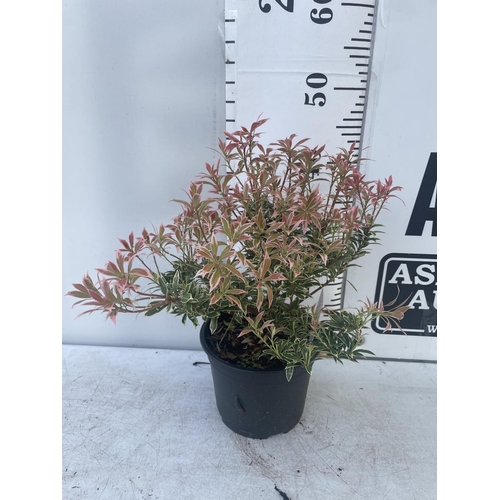 127 - SEVEN PIERIS LITTLE HEATH 45CM TALL IN 2 LTR POTS TO BE SOLD FOR THE SEVEN PLUS VAT