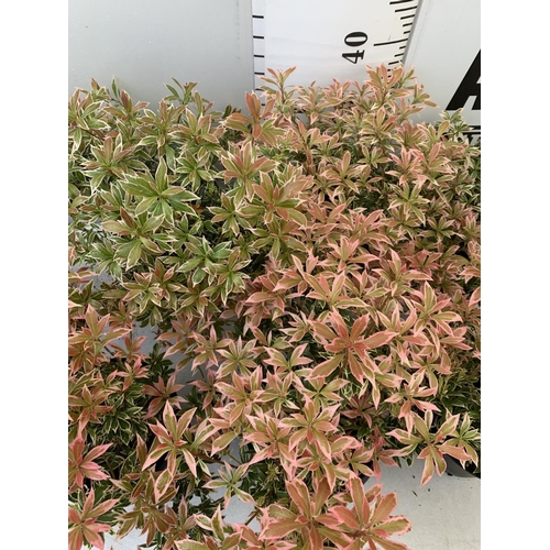 127 - SEVEN PIERIS LITTLE HEATH 45CM TALL IN 2 LTR POTS TO BE SOLD FOR THE SEVEN PLUS VAT